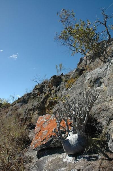 Mini Baobab at Isalo