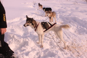 Dog sled team!!