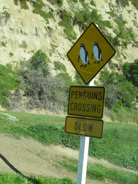 Penguins crossing!