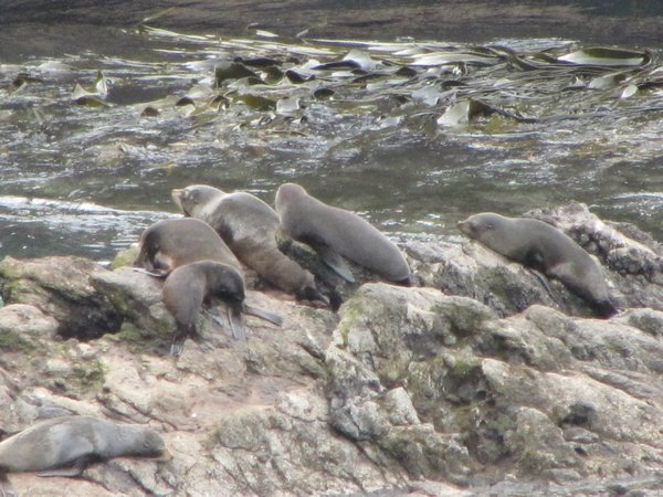 Seals at the Albatross colony
