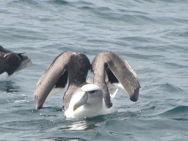 Stewart Island Albatross
