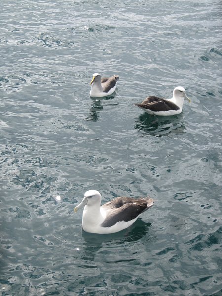 Albatross'