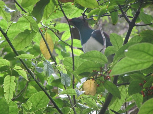 Kereru - NZ Wood Pigeon