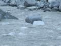 A snippet of the ice chunks flowing off Franz Josef
