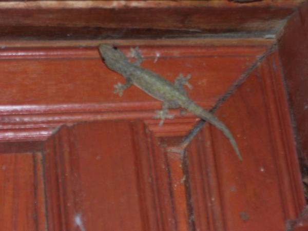 Gecko, Ko Pan Ngan