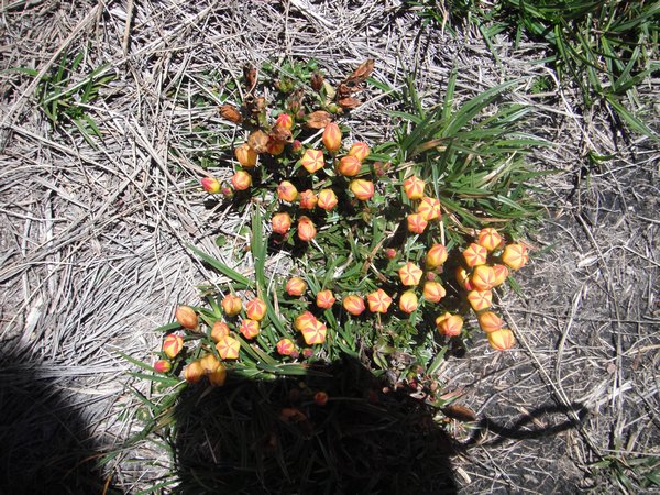 Circus Looking Flowers