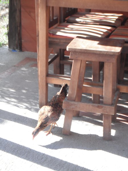 Chicken in the restaurant