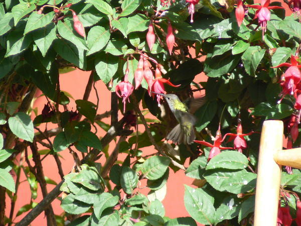 Hummingbird in the hotel garden