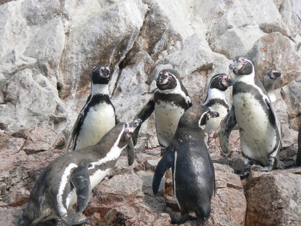 Mucho pinguino