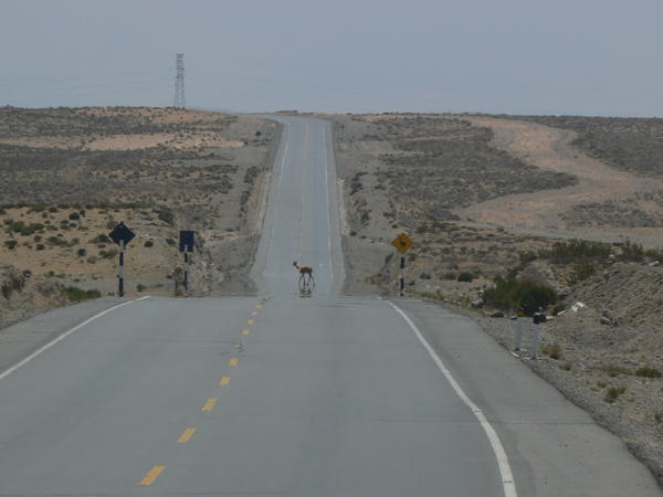 A llama crossing the road