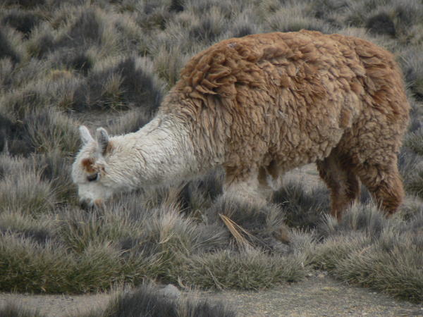 Cute alpaca in the high mountain passes