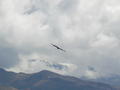 And here´s another one gliding on the thermals