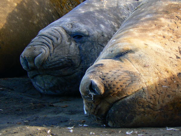 Elephant seal whith a "snotstickle"
