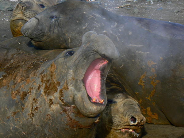 Steaming Elephant seal