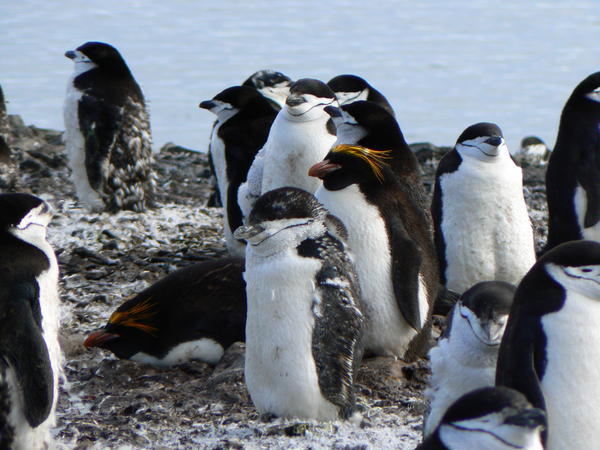 The Macaroni Penguins
