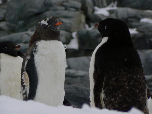 An Adelie and a Gentoo penguin