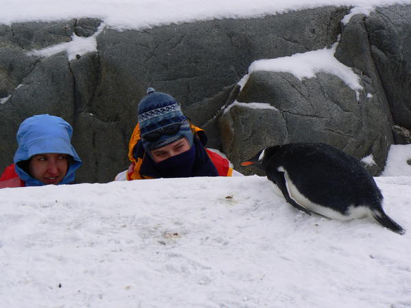 we know that we´re supposed to stay 5 meters away from the penguins ..... but ......