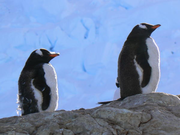 Posing penguins