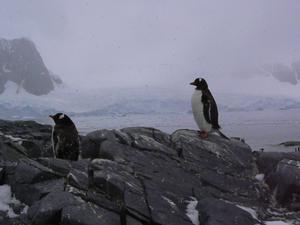 Pinguinos in the snow