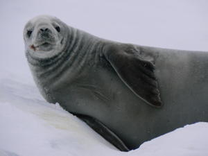 Crab-eater Seal
