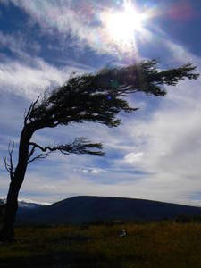 A wind blown tree