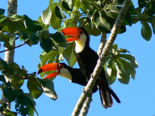 Two Toucans!