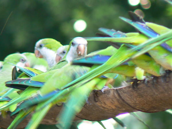 Feeding time for the noisy parakeets