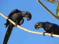 Lovely & loving Blue Macaws