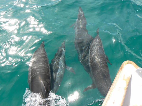 Dolphins at the front of the boat