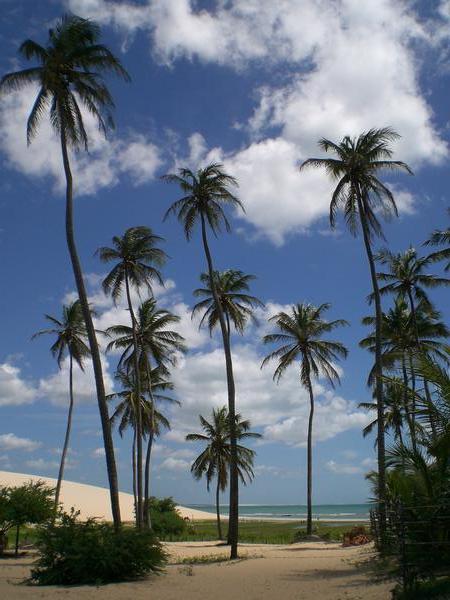 Palm trees in Jeri
