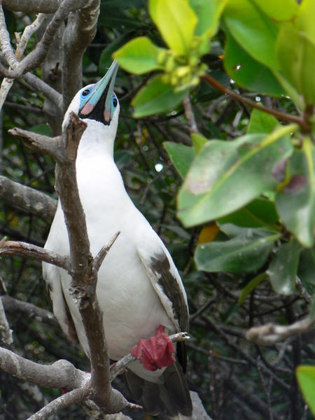 A red footed booby
