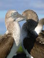 Beautiful Blue Footed Boobies