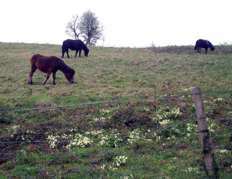 Rescued dartmoor pnies
