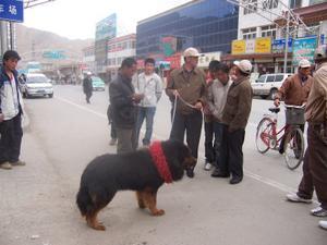 Proud owner of a tibetan dog shows off his pooch