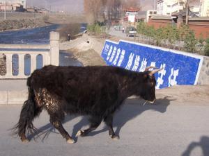 Yak in town