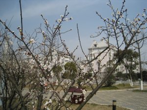 Spring walks through Taizhou 21