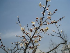 Spring walks through Taizhou 22