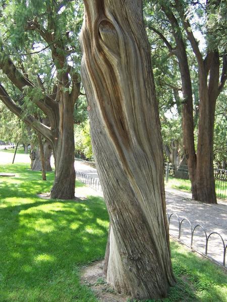 Ancient Cypress