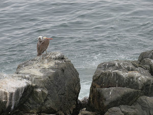 Sea bird roosting