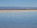 Andean Flamingos taking flight