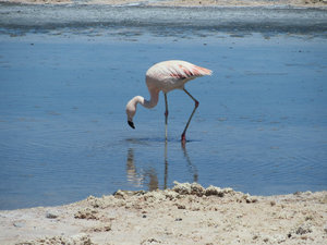 Chilean Flamingo Laguna Chaxa