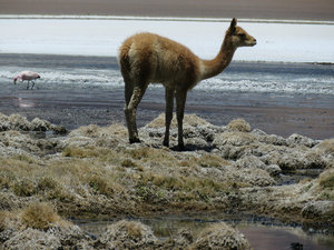 Day 2 Siloli Desert to San Juan