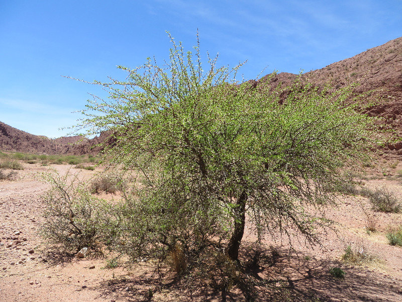 A display of green among the arid landscape