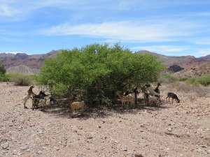Goats love the thorn tree/bush