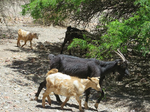 Lots of goats of all shapes & sizes & a very protective dog!