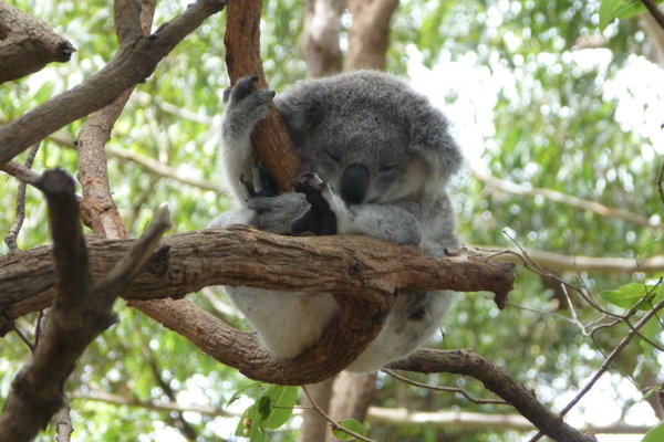Koala A&E