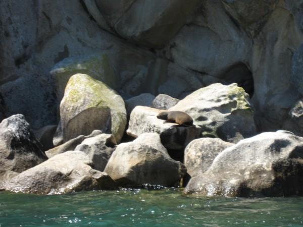 Lazy Seal on the rocks