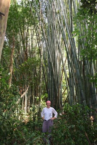 Kersten and the Bamboo
