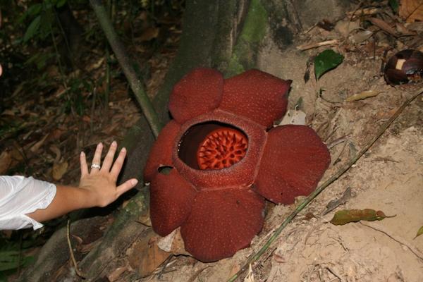 Rafflesia Kerrii