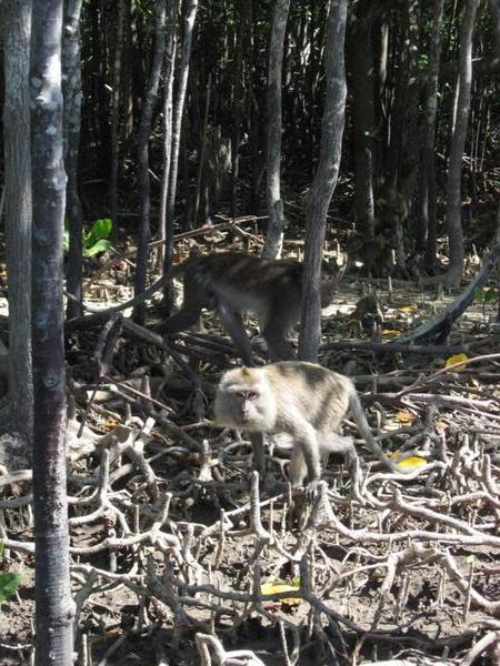Monkeys in the mangroves